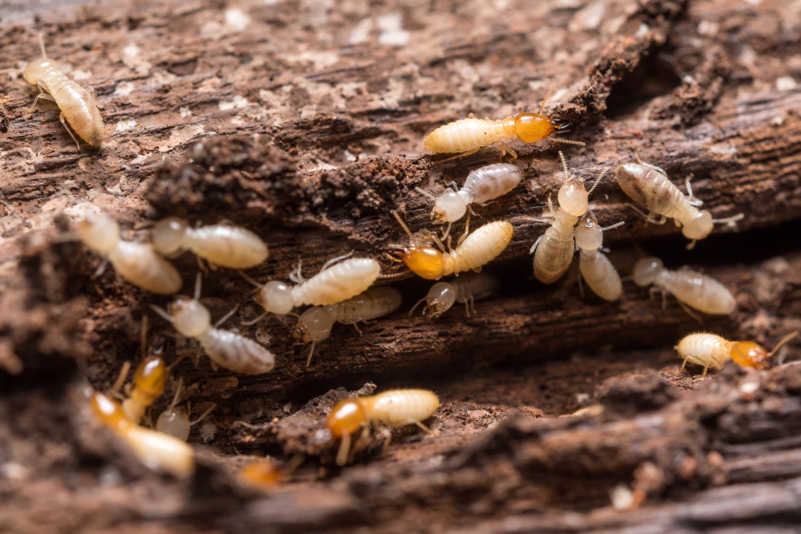 Repérer et éradiquer les termites grâce au diagnostic